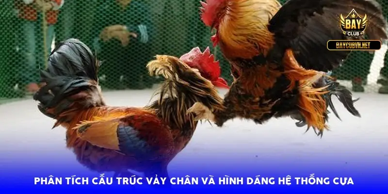 Phân tích cấu trúc vảy chân và hình dáng hệ thống cựa