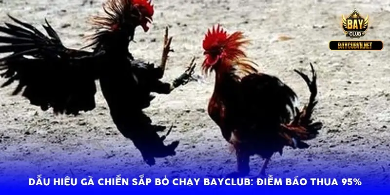Dấu hiệu gà chiến sắp bỏ chạy BayClub: Điềm báo thua 95%