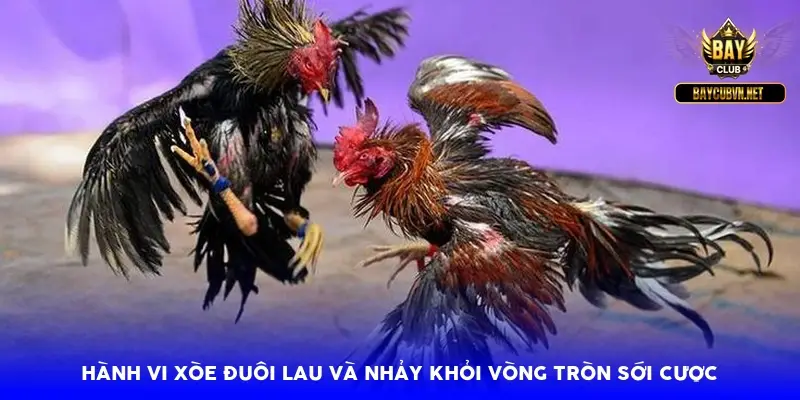 Hành vi xòe đuôi lau và nhảy khỏi vòng tròn sới cược