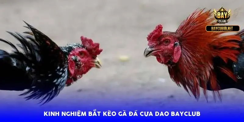 Kinh nghiệm bắt kèo gà đá cựa dao BayClub