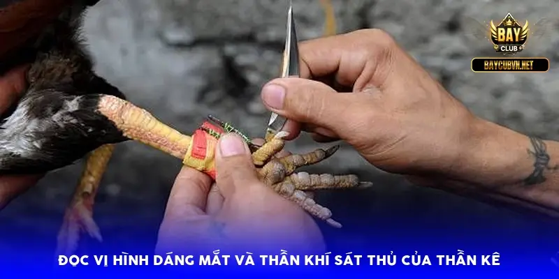 Đọc vị hình dáng mắt và thần khí sát thủ của thần kê