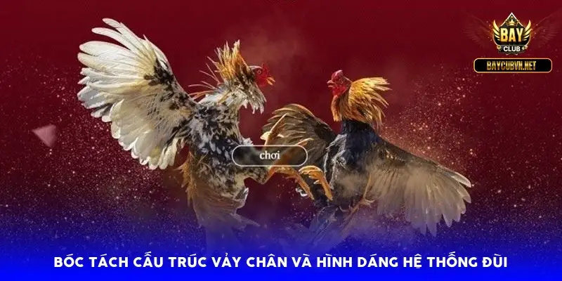 Bóc tách cấu trúc vảy chân và hình dáng hệ thống đùi